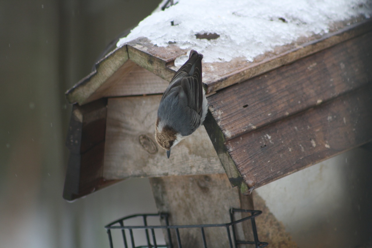 Winter Birds and our Backyard Bird Count