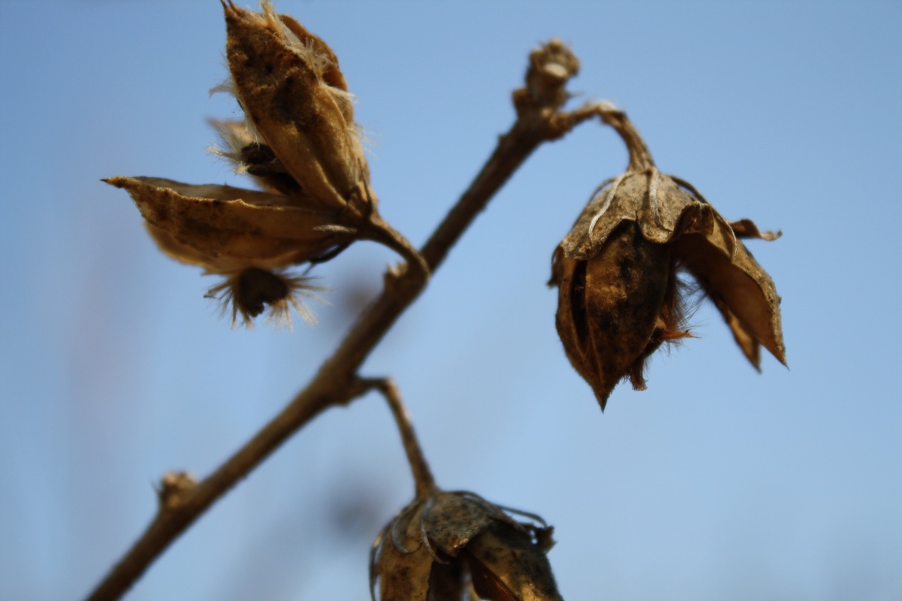 Winter Outdoor Hour: Weeds and Seeds Homeschool Nature Study