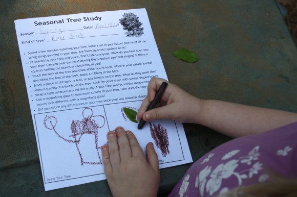 Homeschool nature study seasonal tree study.