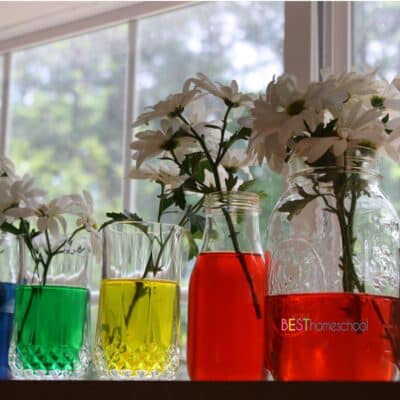 Simple Homeschool Science Activity: Food Coloring Flowers