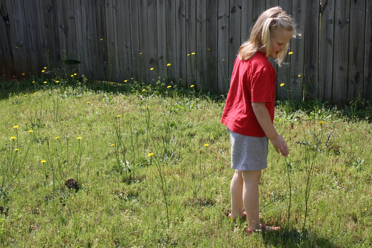 Dandelions Homeschool Nature Study: Outdoor Hour