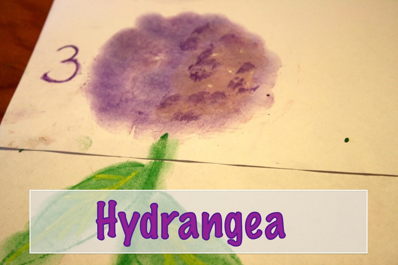 Hydrangeas: A Pastels Tutorial