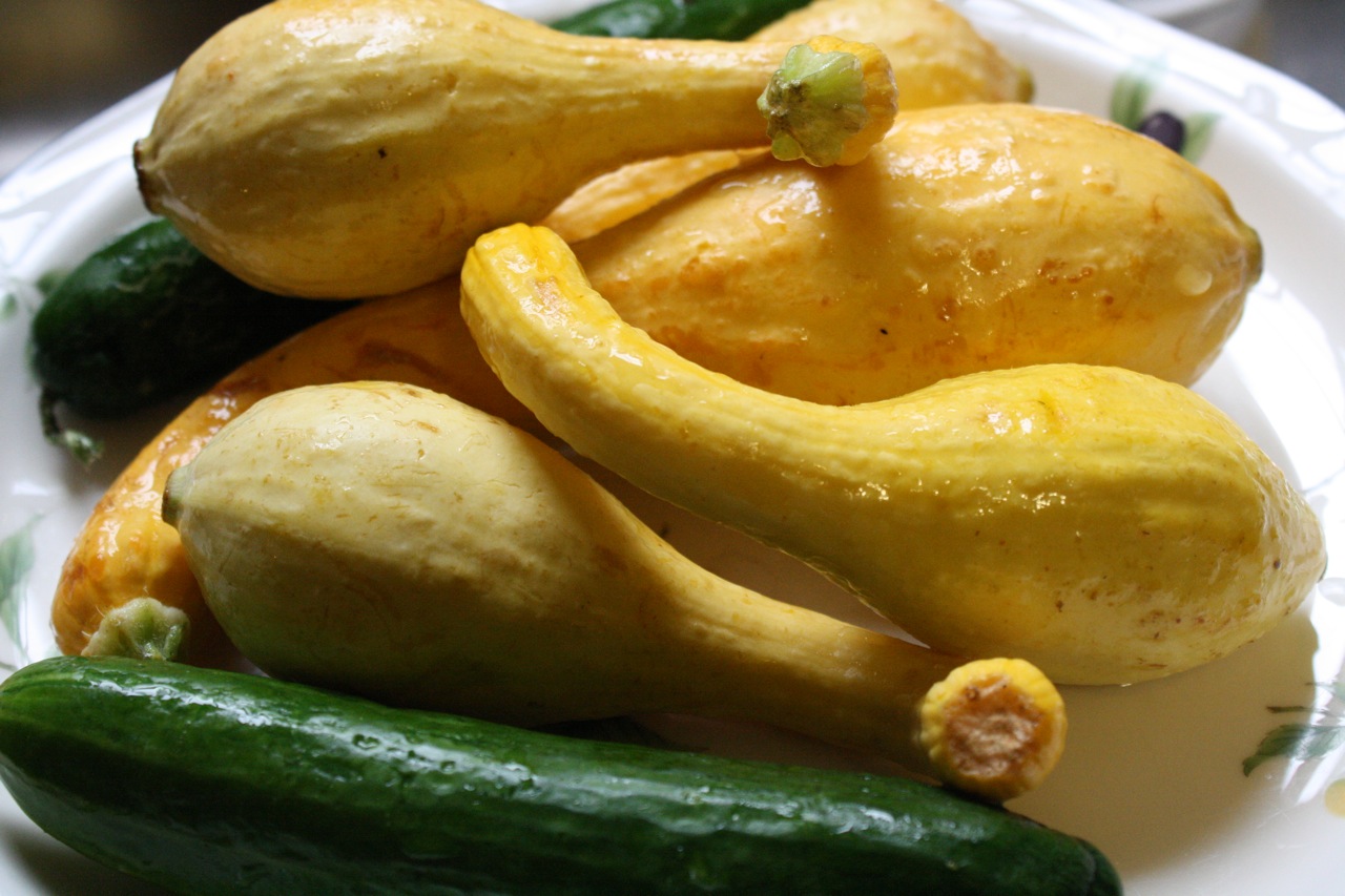 For the Love of Squash: Our Crop Plant Study