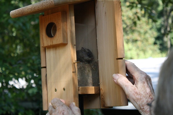 Homesteading's Latest Lesson: Flying Squirrels - Hobby Farms