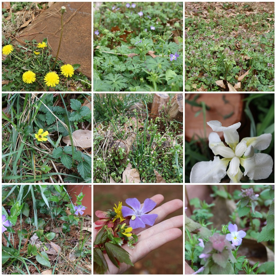 Spring Discoveries in Our Backyard
