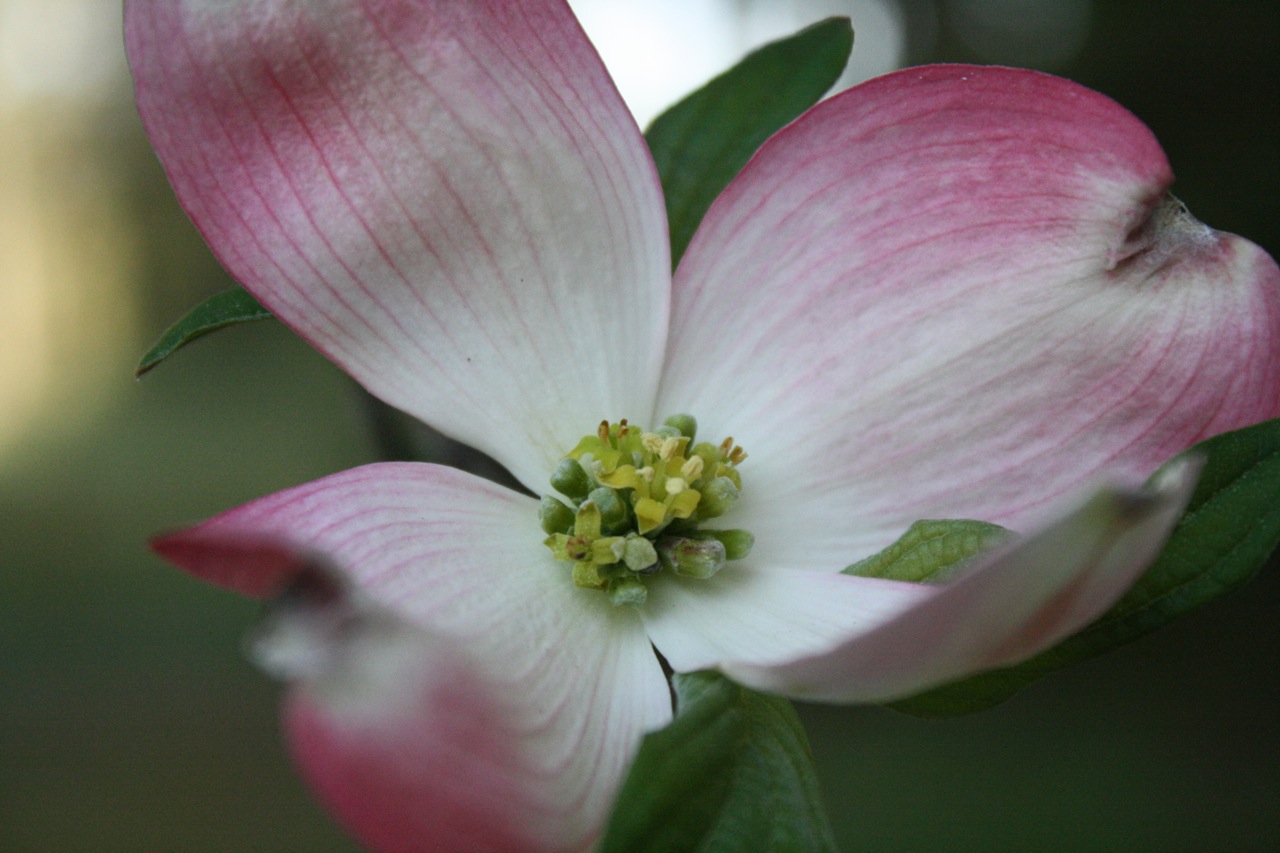 Nature Study and Art For Your Homeschool: Dogwood Nature Study and Chalk Pastel Sketches