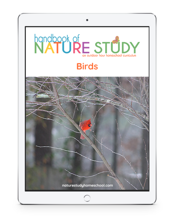 Homeschool Nature Study birds lessons with Outdoor Hour Challenges
