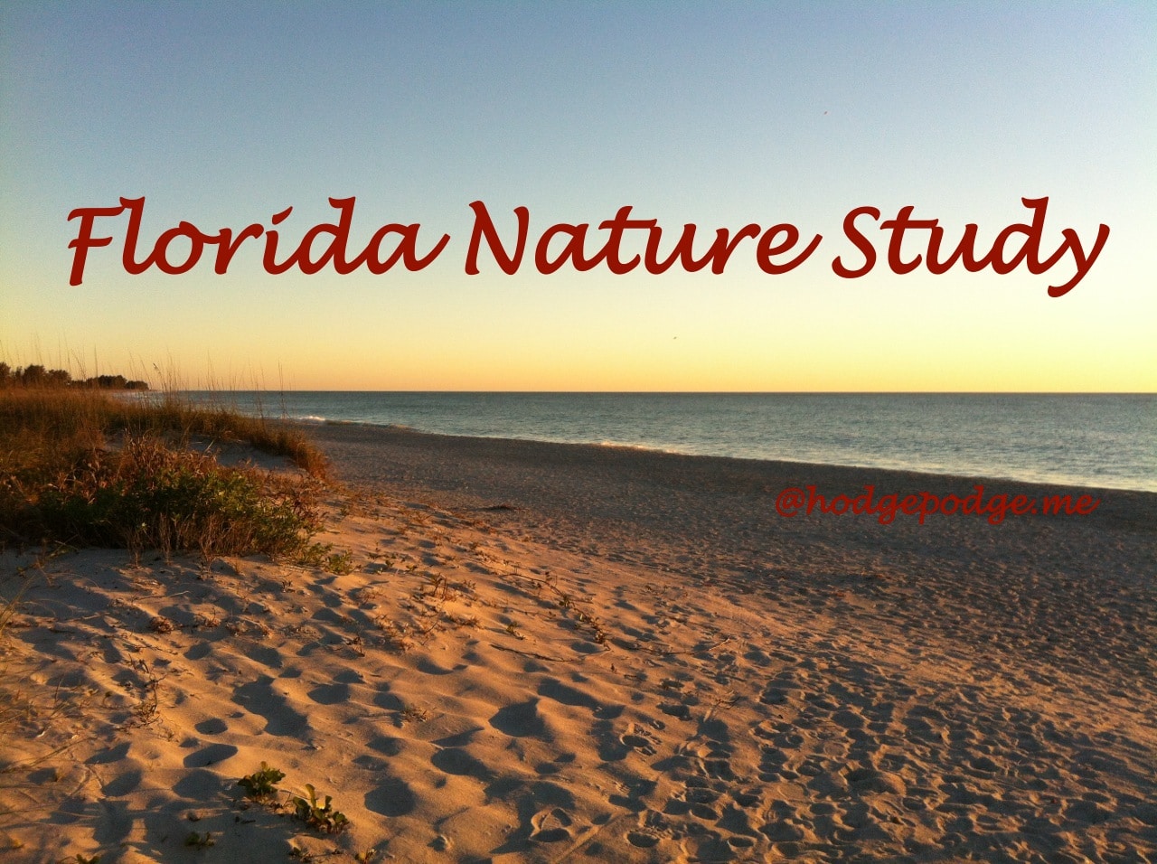 Florida Nature Studies