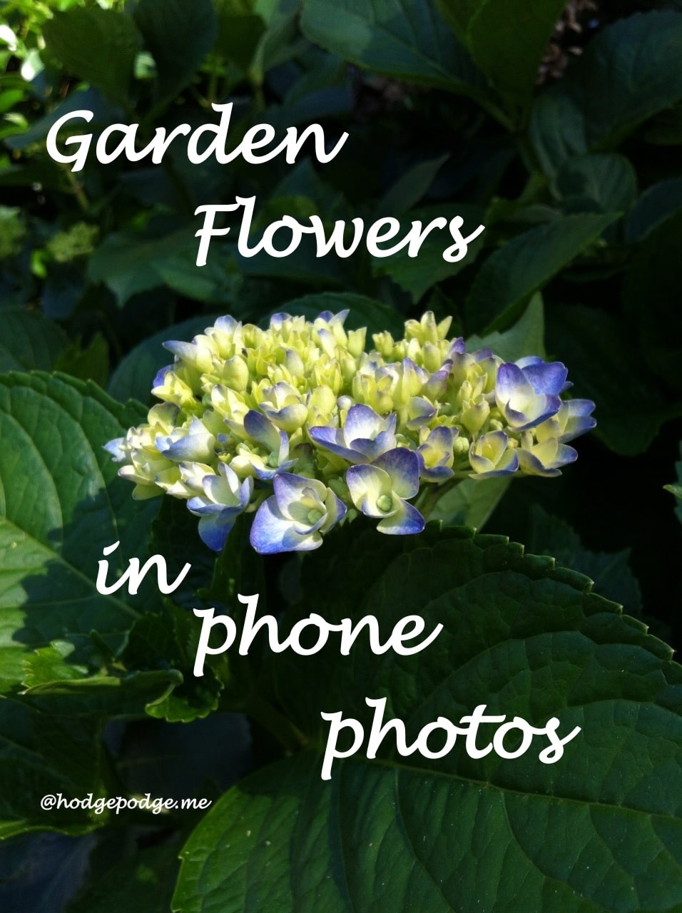 Garden Flower Study in Phone Photos