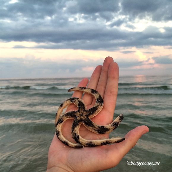 starfish of gulf coast