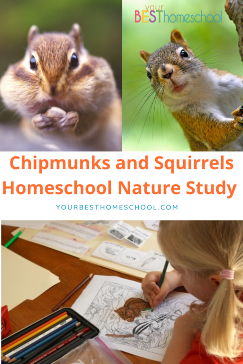Enjoy this example of a chipmunk and squirrels homeschool nature study you can enjoy right in your own backyard! 