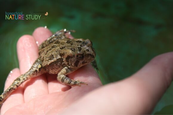 Homeschool nature study opens the door wide to joy and building memories with your children! The weekly Outdoor Hour Challenges for learning and fun bless all ages.