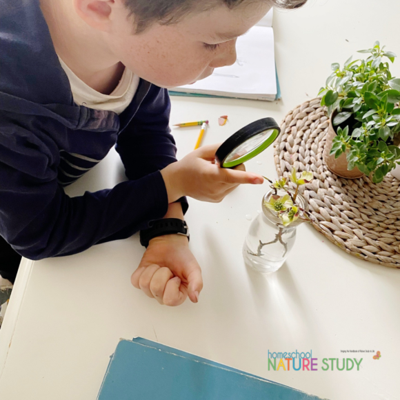 Homeschool nature study opens the door wide to joy and building memories with your children! The weekly Outdoor Hour Challenges for learning and fun bless all ages.