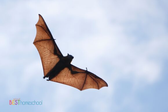 Bats can be such a fun and engaging topic for children because they are so fascinating! Learn about bats in your homeschool with this comprehensive guide that includes nature study, art and more.