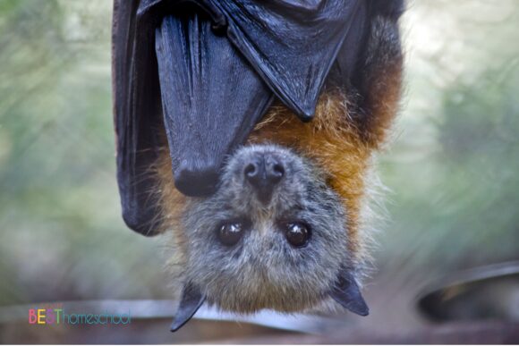 Bats can be such a fun and engaging topic for children because they are so fascinating! Learn about bats in your homeschool with this comprehensive guide that includes nature study, art and more.