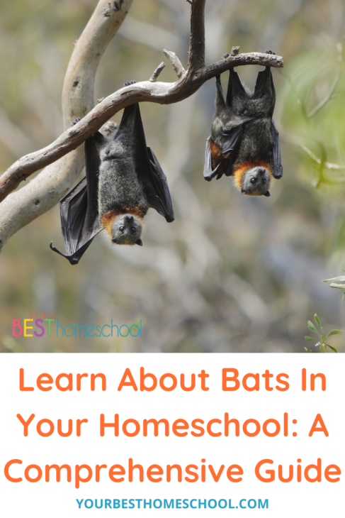 Bats can be such a fun and engaging topic! Learn about bats in your homeschool with this comprehensive guide that includes nature study, art and more.