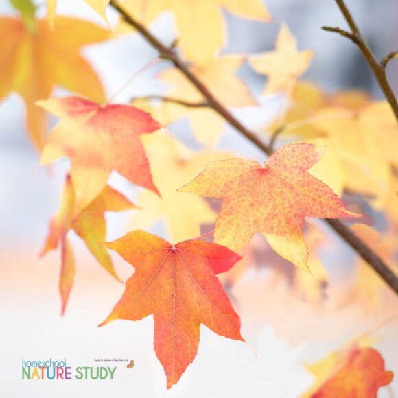 Fall is the perfect time to take advantage of seasonal learning! Enjoy this ultimate guide to fall leaf activities in your homeschool and make memories together! 