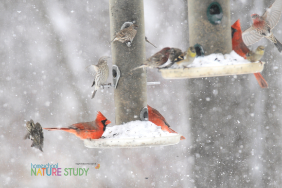 Great Backyard Bird Count with Homeschool Nature Study