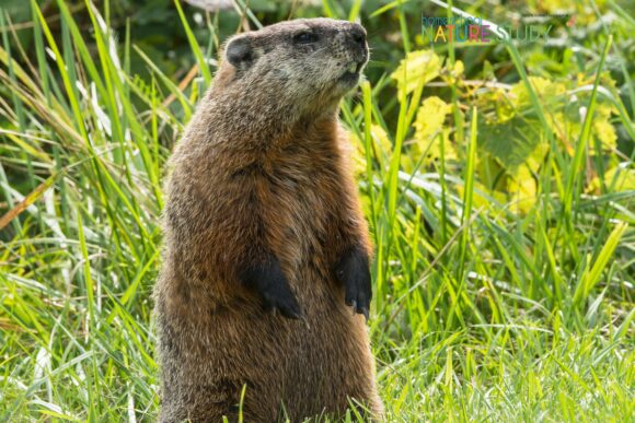 groundhog day for your February homeschool
