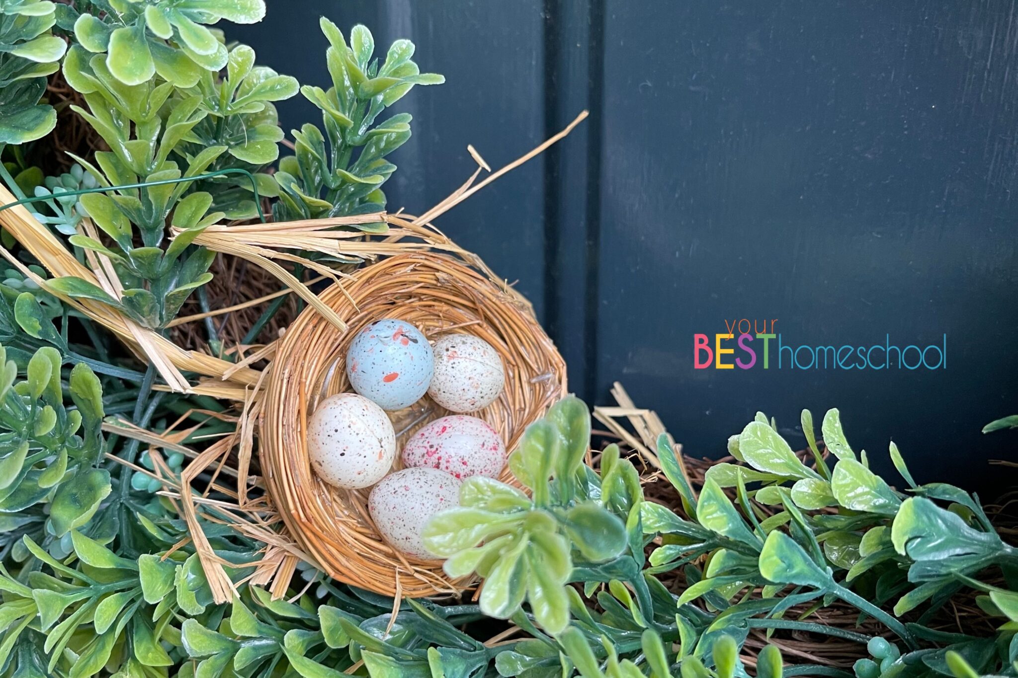 Your Spring Homeschool Nature Study Beautiful Birds Nests Your BEST Homeschool