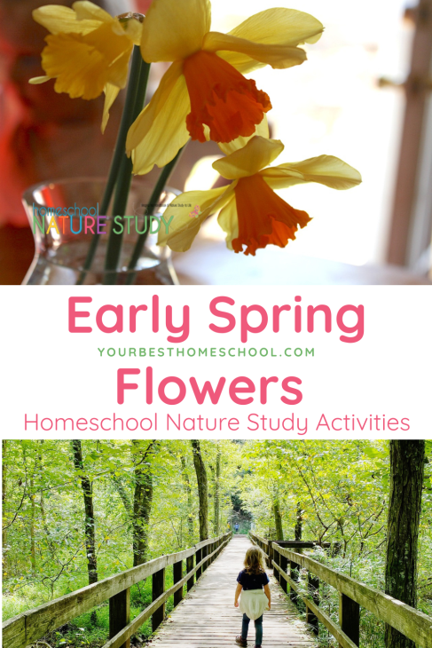 Early spring flowers homeschool nature study activities are simple, joyful and beautiful! Here are some ideas for your family!