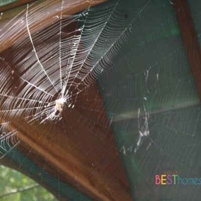Spider Web Activities For All Ages: A Homeschool Mom’s Guide